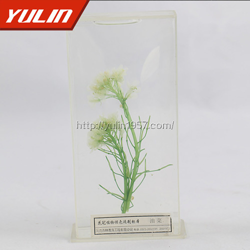 辽宁植物保色及植物浸制标本