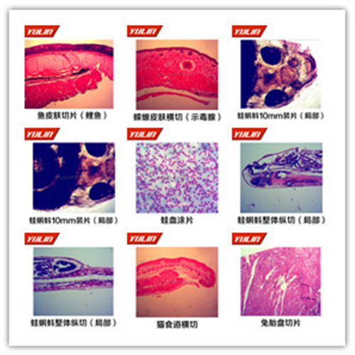 辽宁脊索动物门生物切片