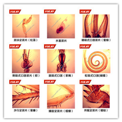 辽宁节肢动物门生物玻片