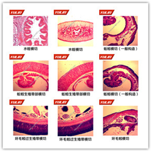 辽宁环节软体动物门生物玻片