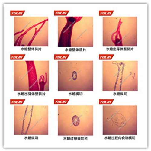 辽宁多孔腔肠扁形动物门生物玻片