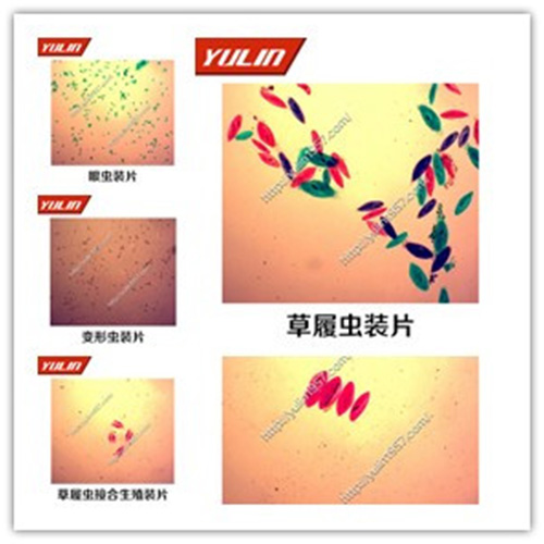辽宁动物生物学原生动物门玻片