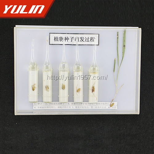 辽宁种子萌发标本