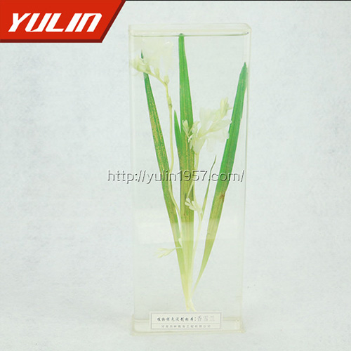 辽宁香雪兰标本