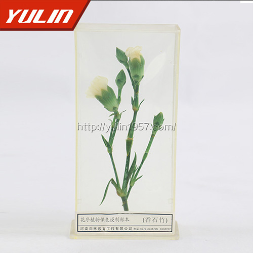 辽宁香石竹标本