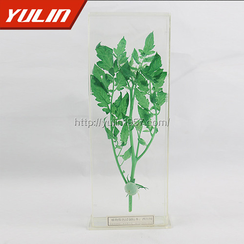 辽宁西红柿浸制标本