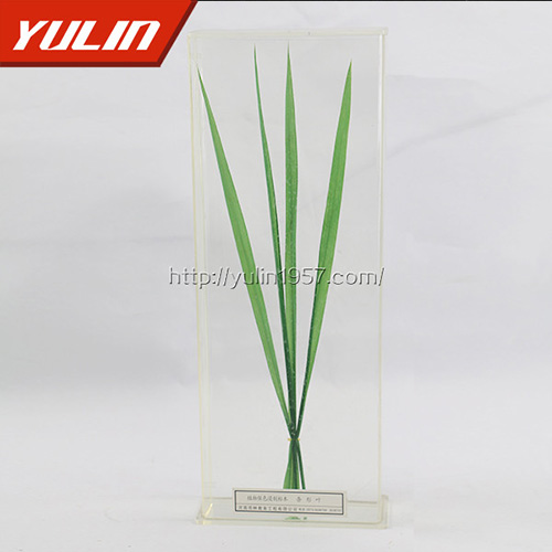 辽宁条形叶标本