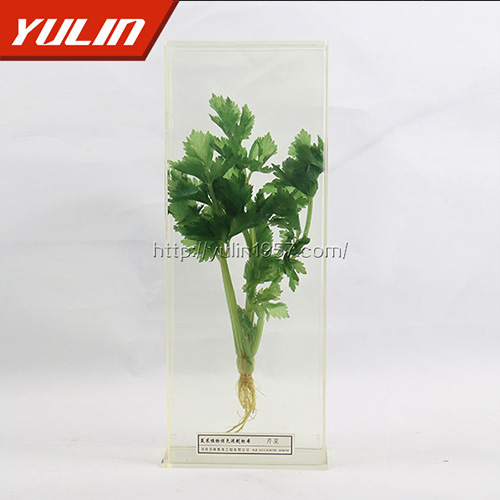 辽宁水晶草标本