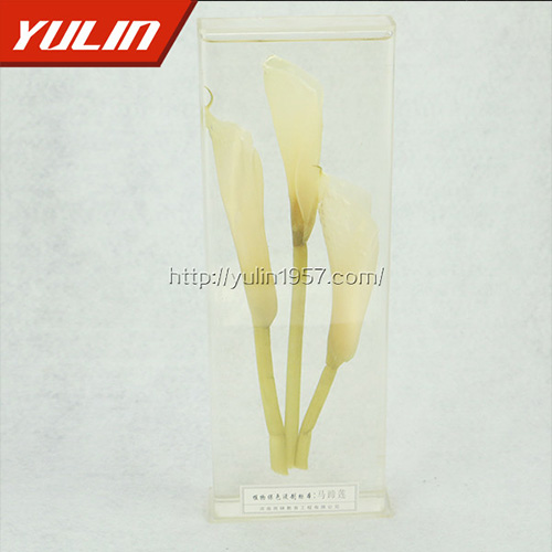 辽宁马蹄莲标本