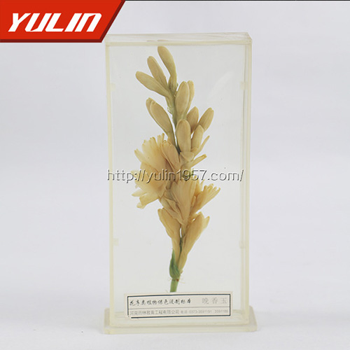 辽宁晚香玉标本