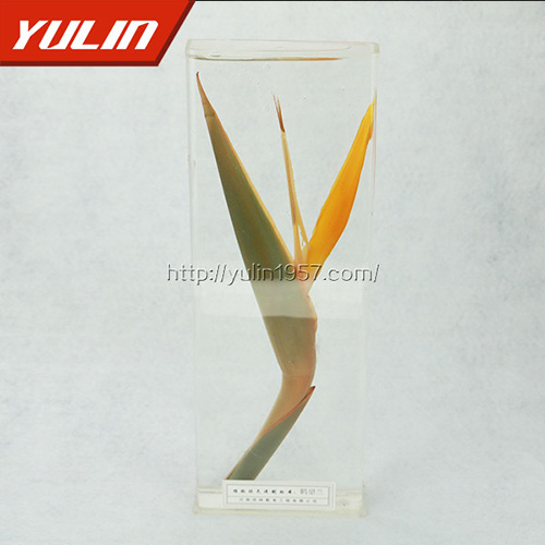 辽宁鹤望兰标本