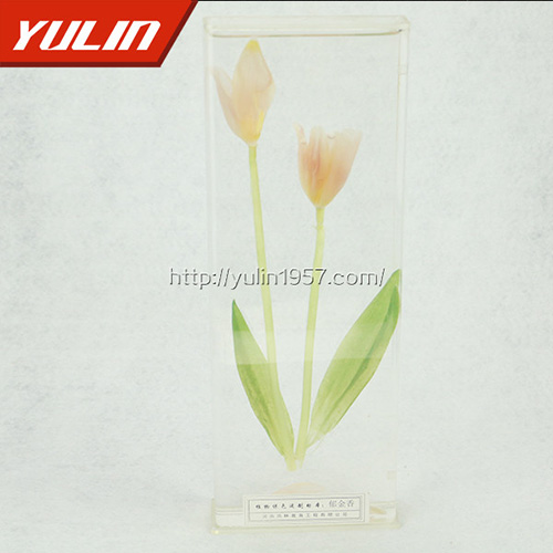 辽宁郁金香标本