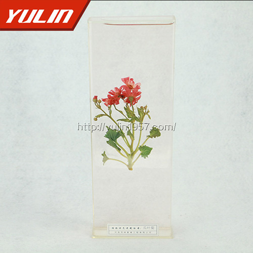 辽宁瓜叶菊标本