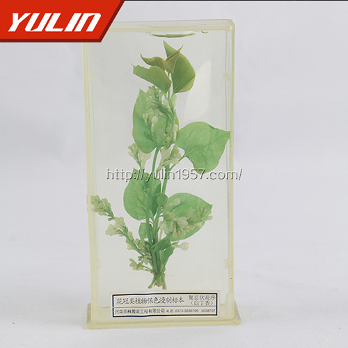 辽宁白香花标本