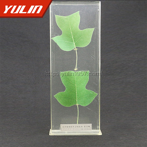 辽宁非洲菊标本