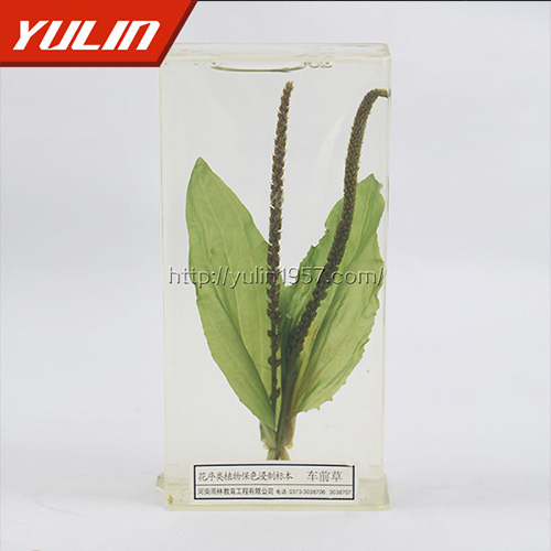 辽宁车前草标本