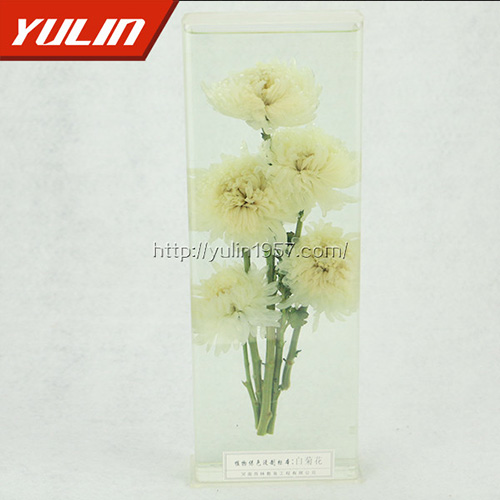 辽宁白菊花标本