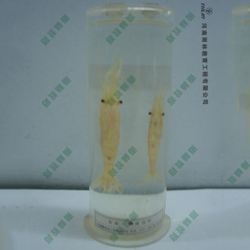 辽宁动物干制标本