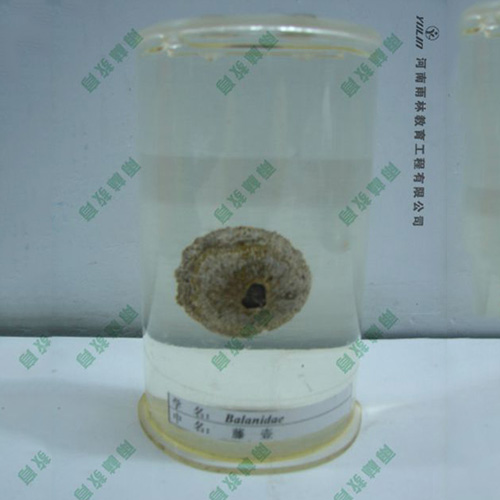 辽宁藤壶浸制标本