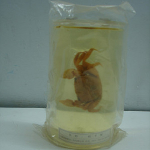 辽宁寄居蟹包埋标本