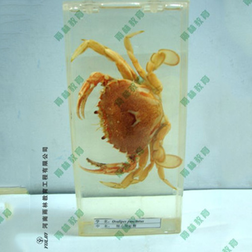 辽宁海蛰包埋标本