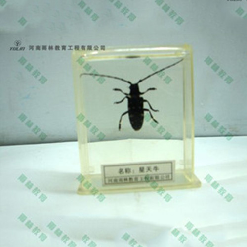 辽宁星天牛包埋标本