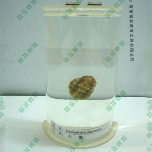 辽宁石鳖浸制标本