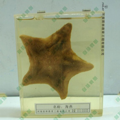 辽宁海葵包埋标本