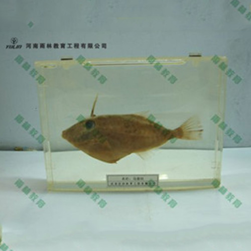 辽宁鱼解剖包埋标本