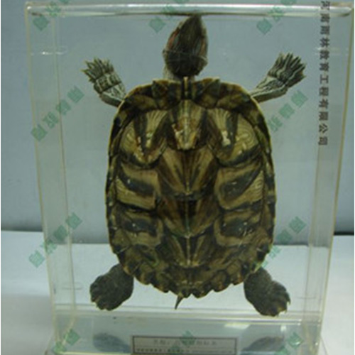 辽宁乌龟包埋标本