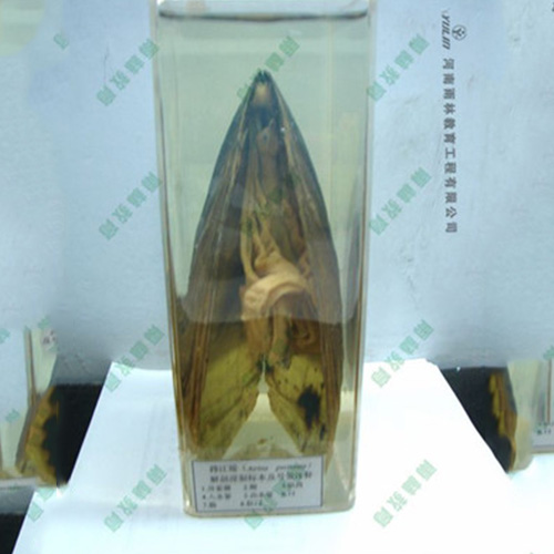 辽宁河蚌包埋标本