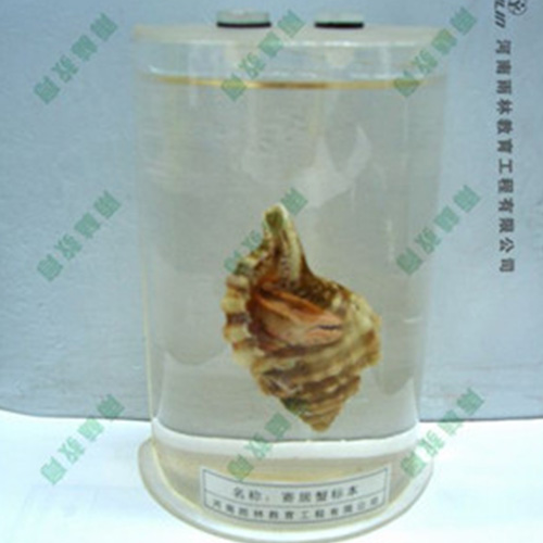 辽宁寄居蟹浸制标本