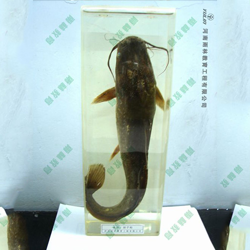 辽宁动物浸制标本