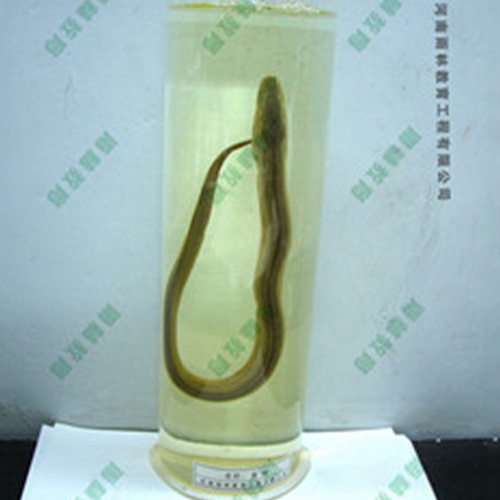 辽宁黄鲢浸制标本