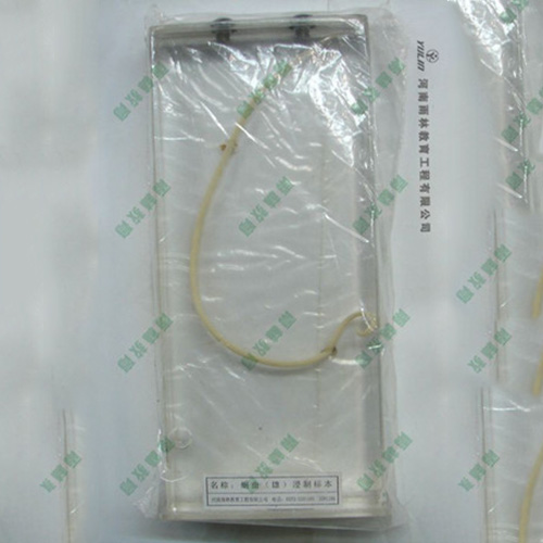 辽宁蛔虫包埋标本