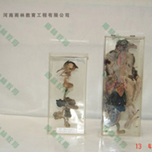 辽宁鸽骨骼包埋标本