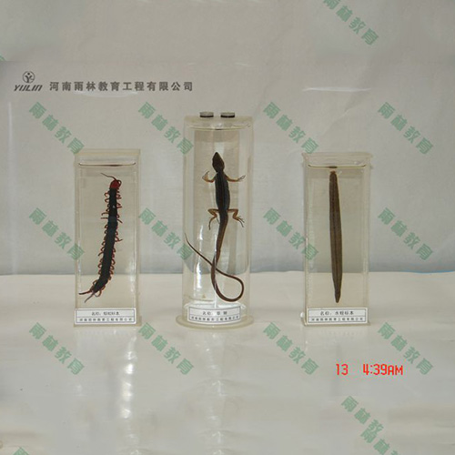 辽宁草蜥浸制标本