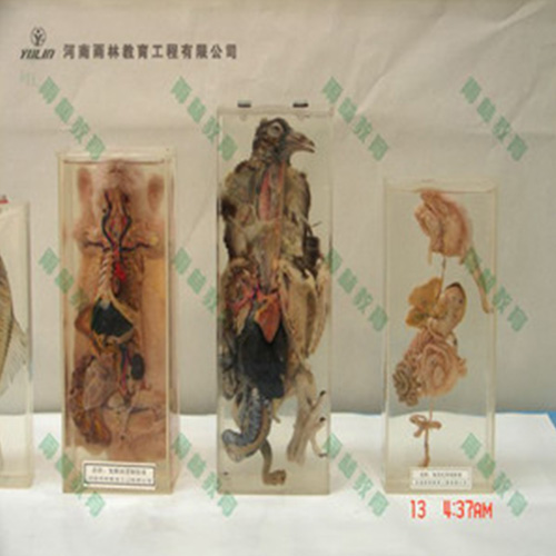 辽宁鸽解剖包埋标本