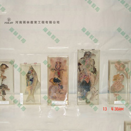 辽宁兔解剖包埋标本