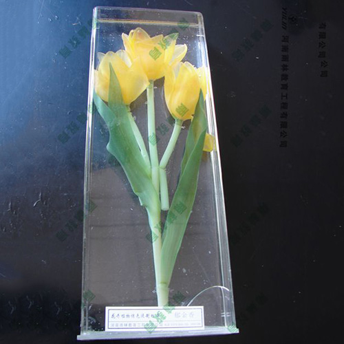 辽宁郁金香浸制标本