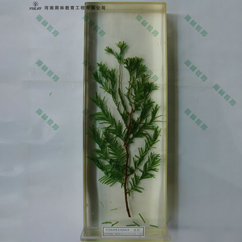 辽宁水杉浸制标本