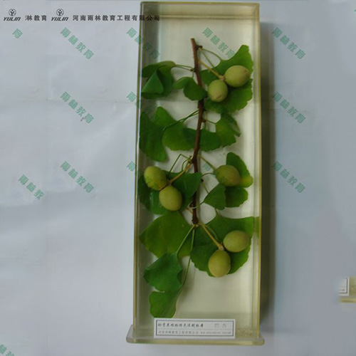 辽宁银杏浸制标本