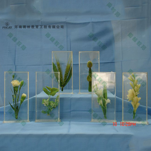 辽宁植物浸制标本012