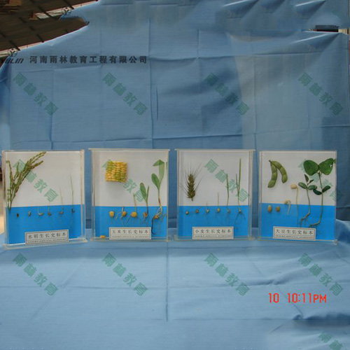 辽宁植物生长标本