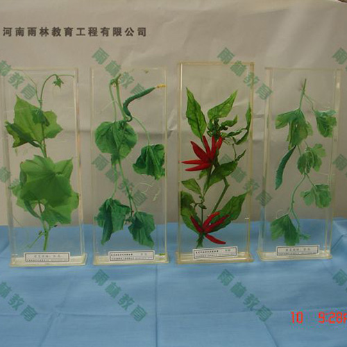 辽宁植物根的类型