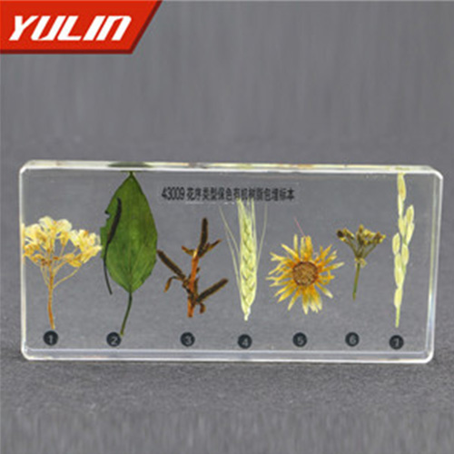 辽宁花序类型包埋标本