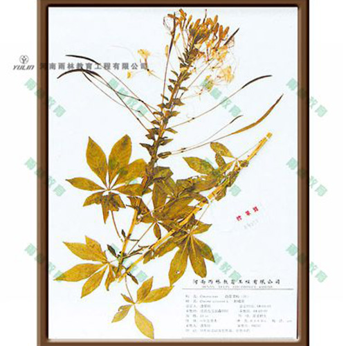 辽宁醉蝶花标本