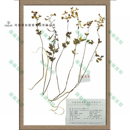 辽宁紫堇科腊叶标本