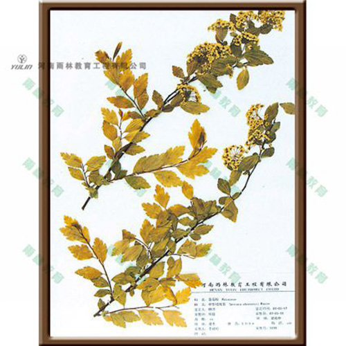 辽宁中华绒线菊标本