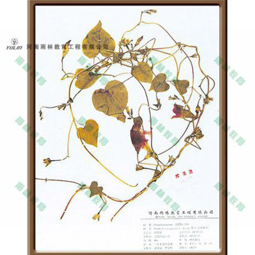 辽宁圆叶牵牛标本